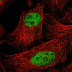 SF3A3 Antibody, Novus Biologicals:Antibodies:Primary Antibodies